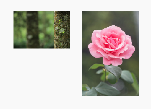 Example of pure image showing pink rose